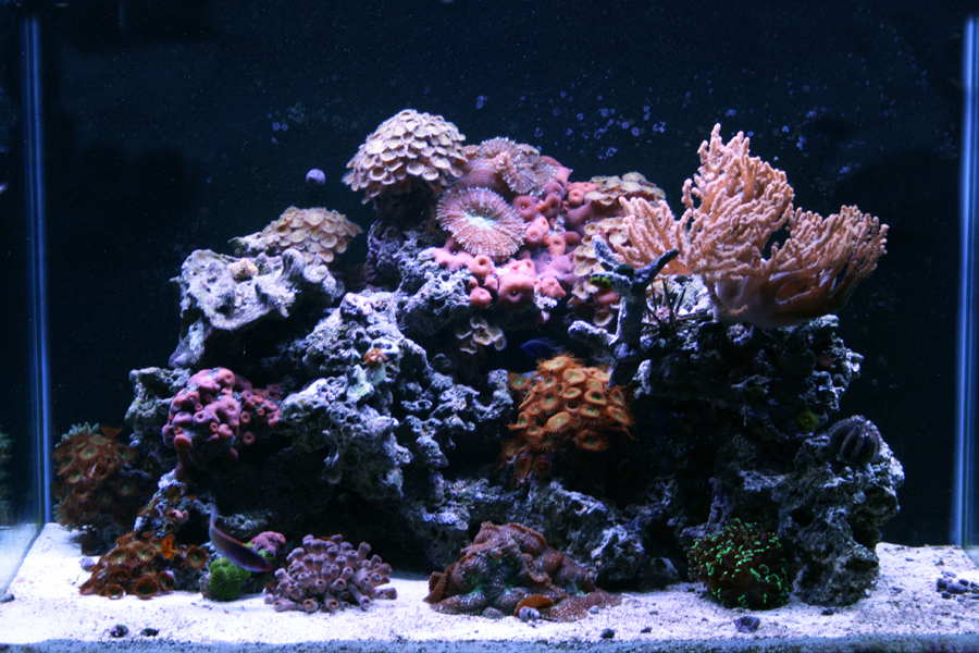 Reef Aquarium